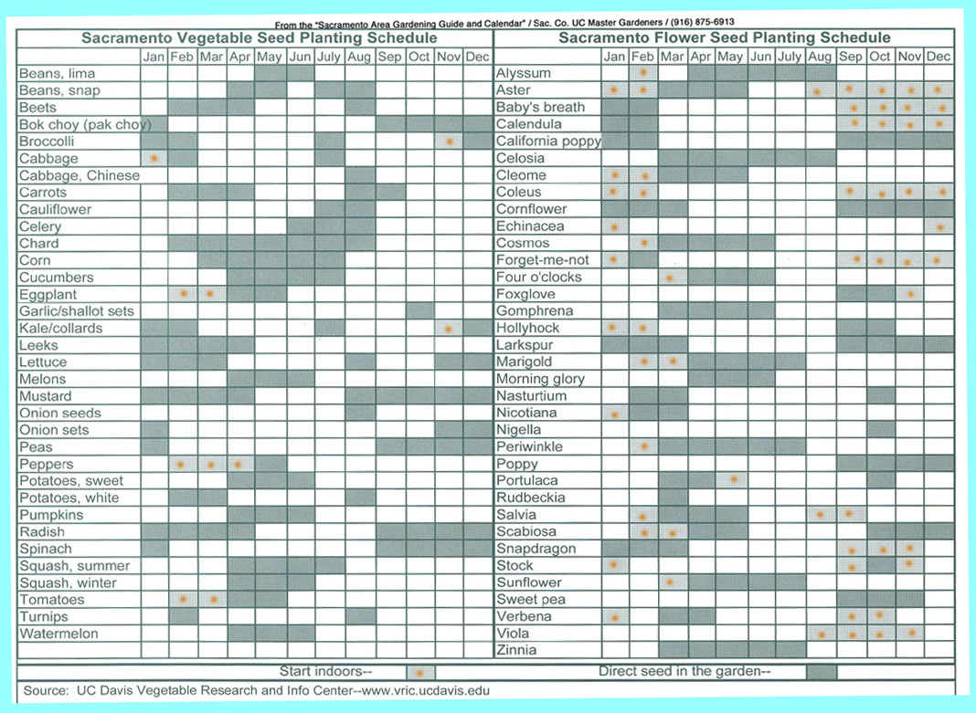 vegetable seed planting schedules