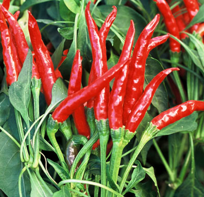 Hot thai pepper plant