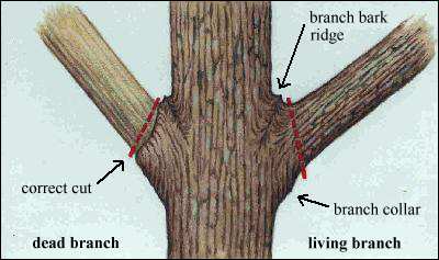 branch trees tree pruning prune thick rot heart