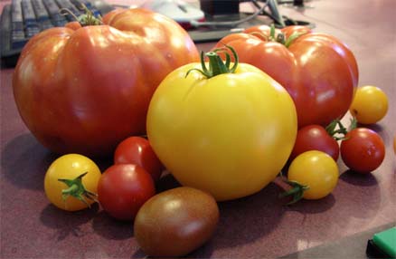 http://www.farmerfred.com/images/tomatoes.072907b.jpg